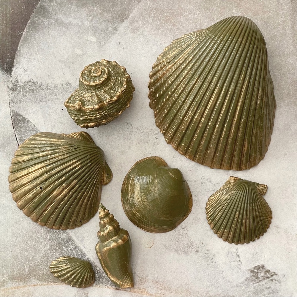 7 Striking Natural Shells For Your Beach Decor